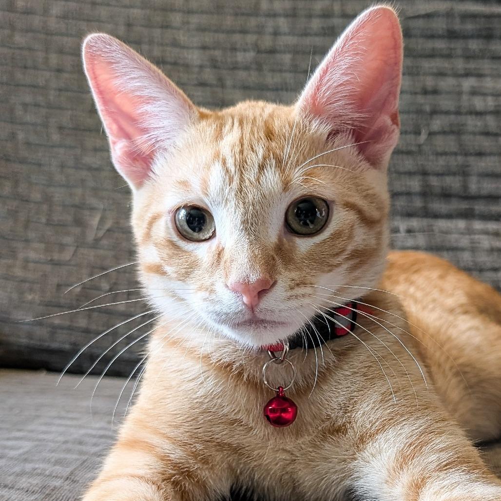 Enlarge Brady, a Adoptable Domestic Short Hair in Cincinnati, OH image 5/5