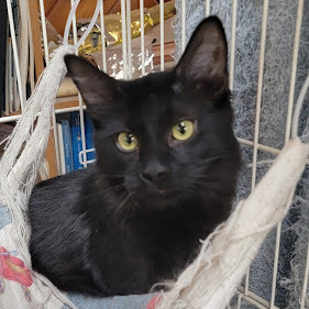 Tippy, a Adoptable Domestic Long Hair in Anoka, MN image 1/9