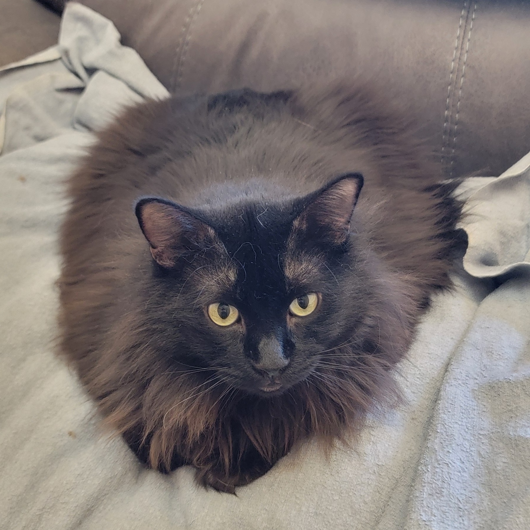 Tippy, a Adoptable Domestic Long Hair in Anoka, MN image 2/9