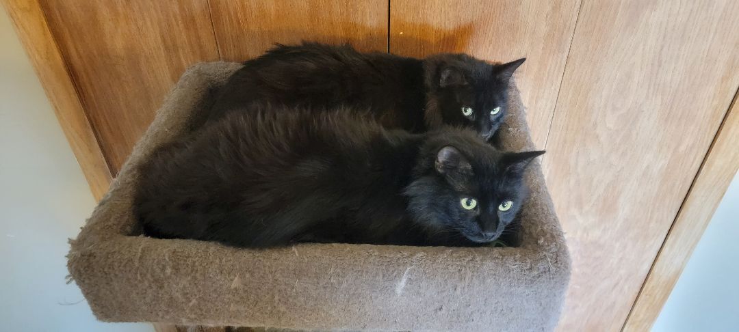 Tippy, a Adoptable Domestic Long Hair in Anoka, MN image 3/9