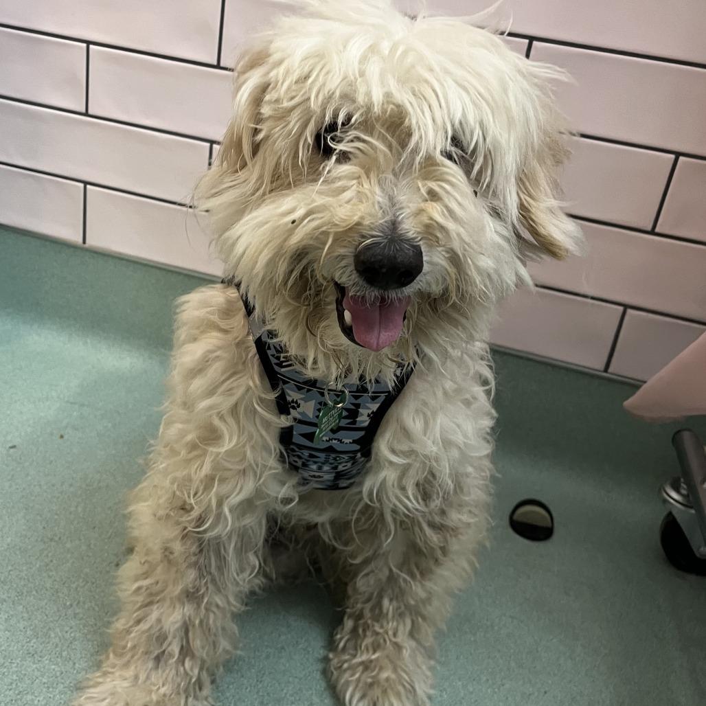 Carlos Yustis 14309, Adoptable, Senior Male Maltese & Poodle.