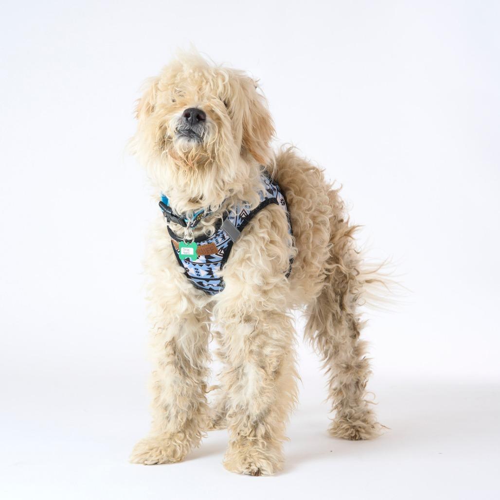 Carlos Yustis 14309, a Adoptable mixed breed in San Francisco, CA image 2/6