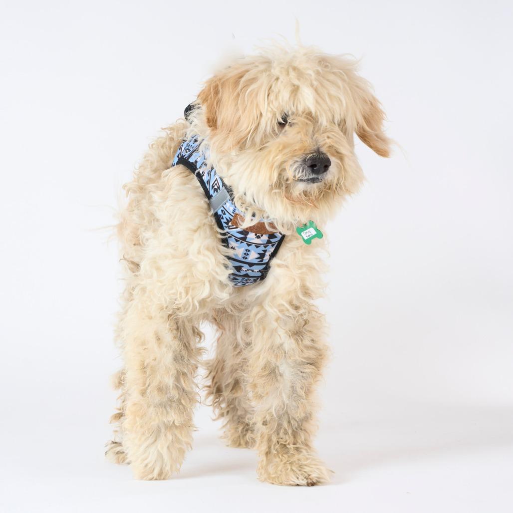 Carlos Yustis 14309, a Adoptable mixed breed in San Francisco, CA image 3/6