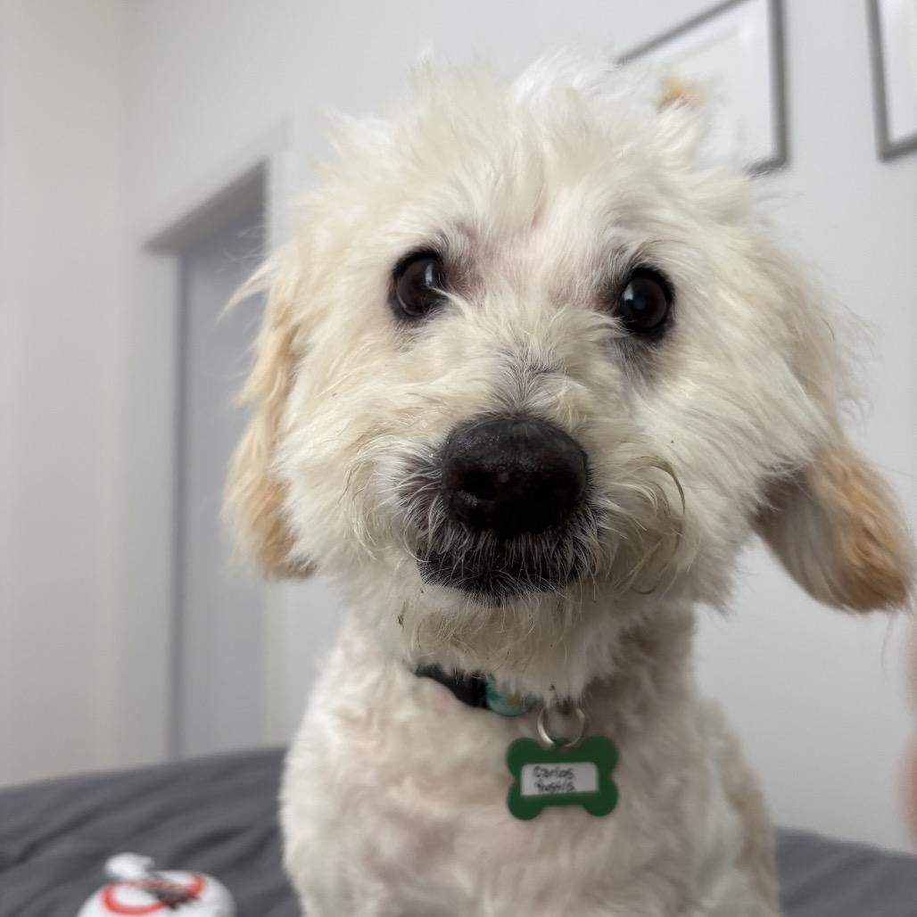 Carlos Yustis 14309, a Adoptable mixed breed in San Francisco, CA image 4/6