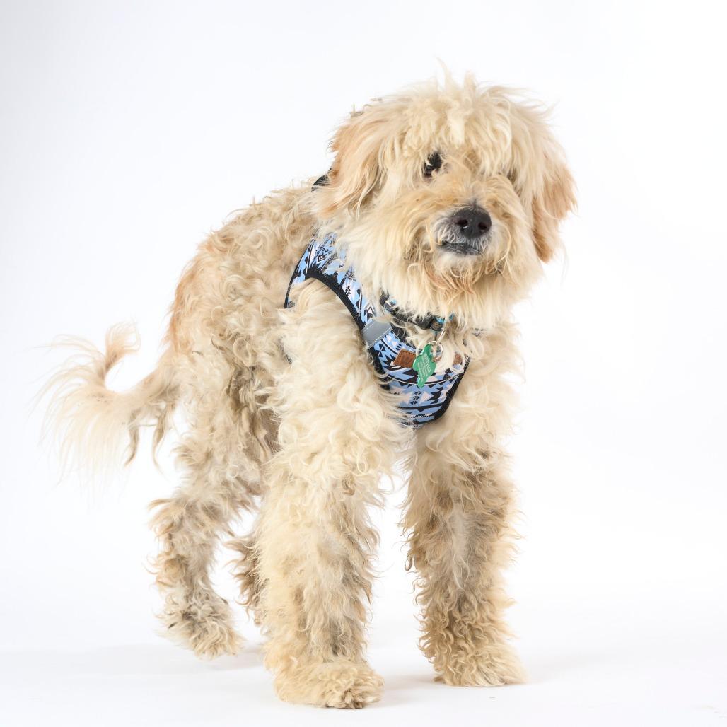 Carlos Yustis 14309, a Adoptable mixed breed in San Francisco, CA image 5/6