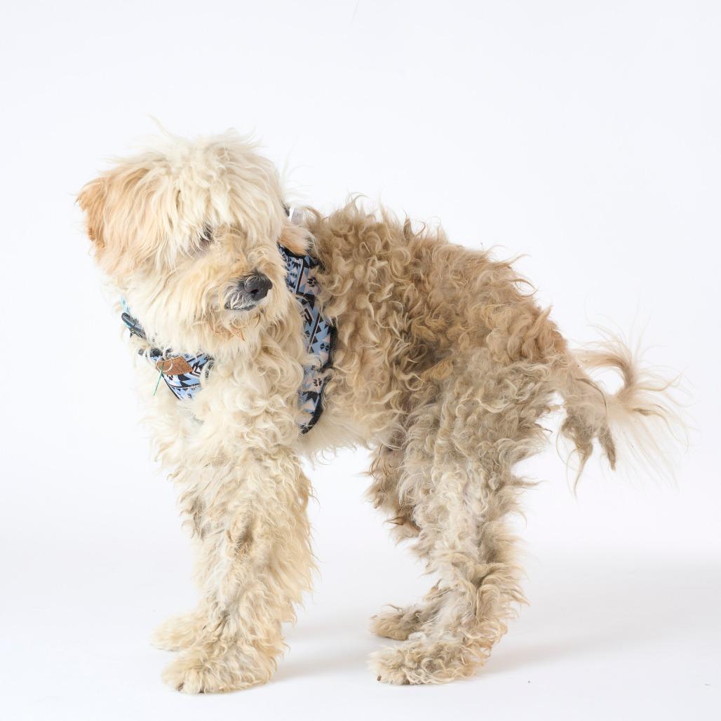 Carlos Yustis 14309, a Adoptable mixed breed in San Francisco, CA image 6/6