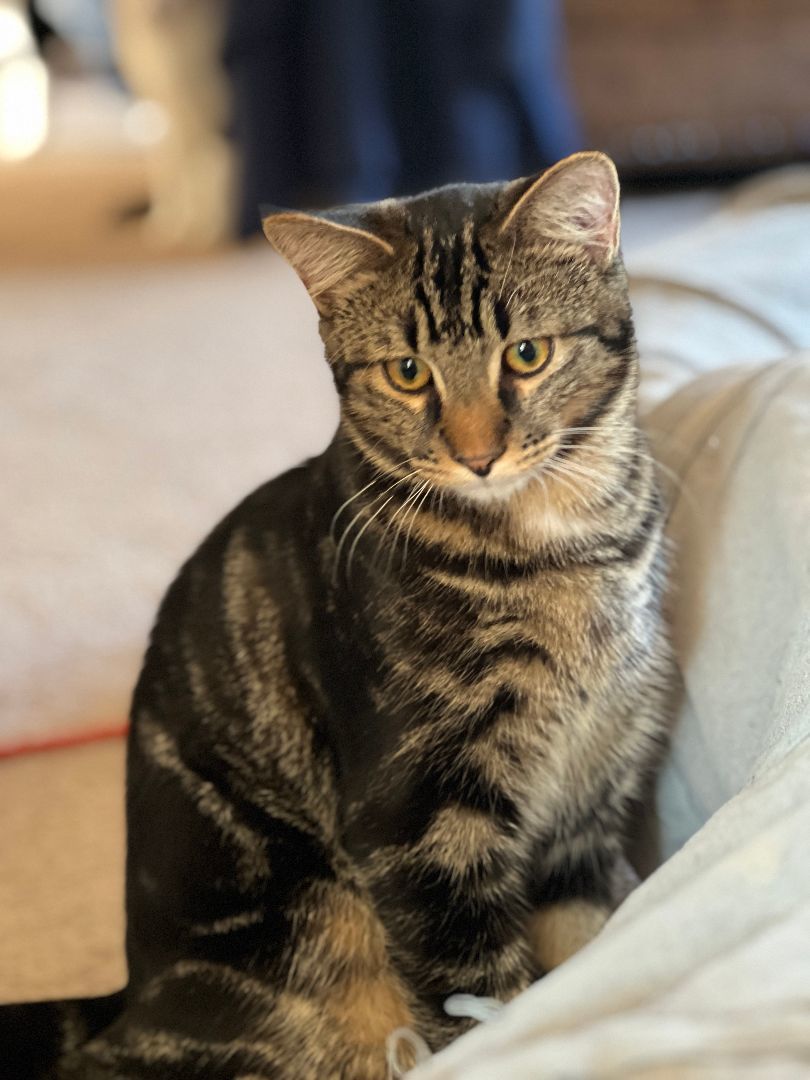 Eddy & Lou, a Adoptable Domestic Short Hair in Gig Harbor, WA image 1/6