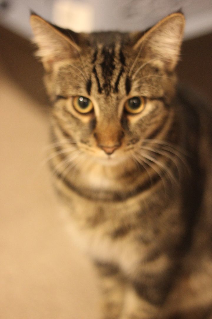 Eddy & Lou, a Adoptable Domestic Short Hair in Gig Harbor, WA image 2/6