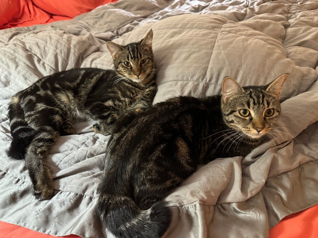 Eddy & Lou, a Adoptable Domestic Short Hair in Gig Harbor, WA image 3/6