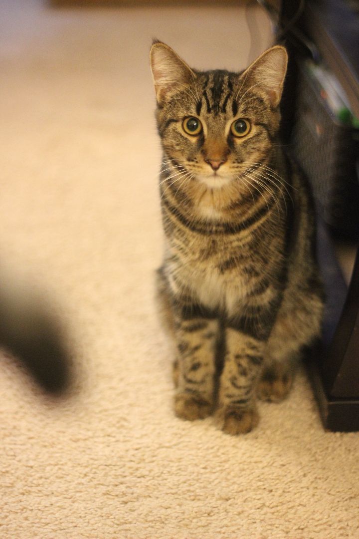 Eddy & Lou, a Adoptable Domestic Short Hair in Gig Harbor, WA image 4/6