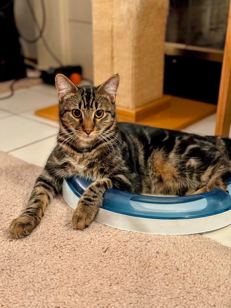 Eddy & Lou, a Adoptable Domestic Short Hair in Gig Harbor, WA image 5/6