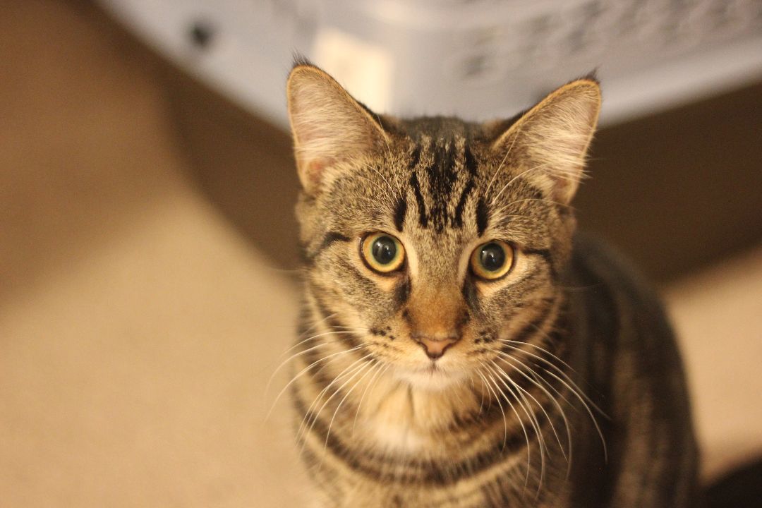 Eddy & Lou, a Adoptable Domestic Short Hair in Gig Harbor, WA image 6/6