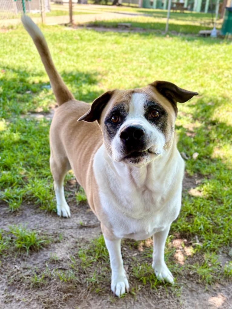 Rocky, Adoptable, Adult Male Akita.