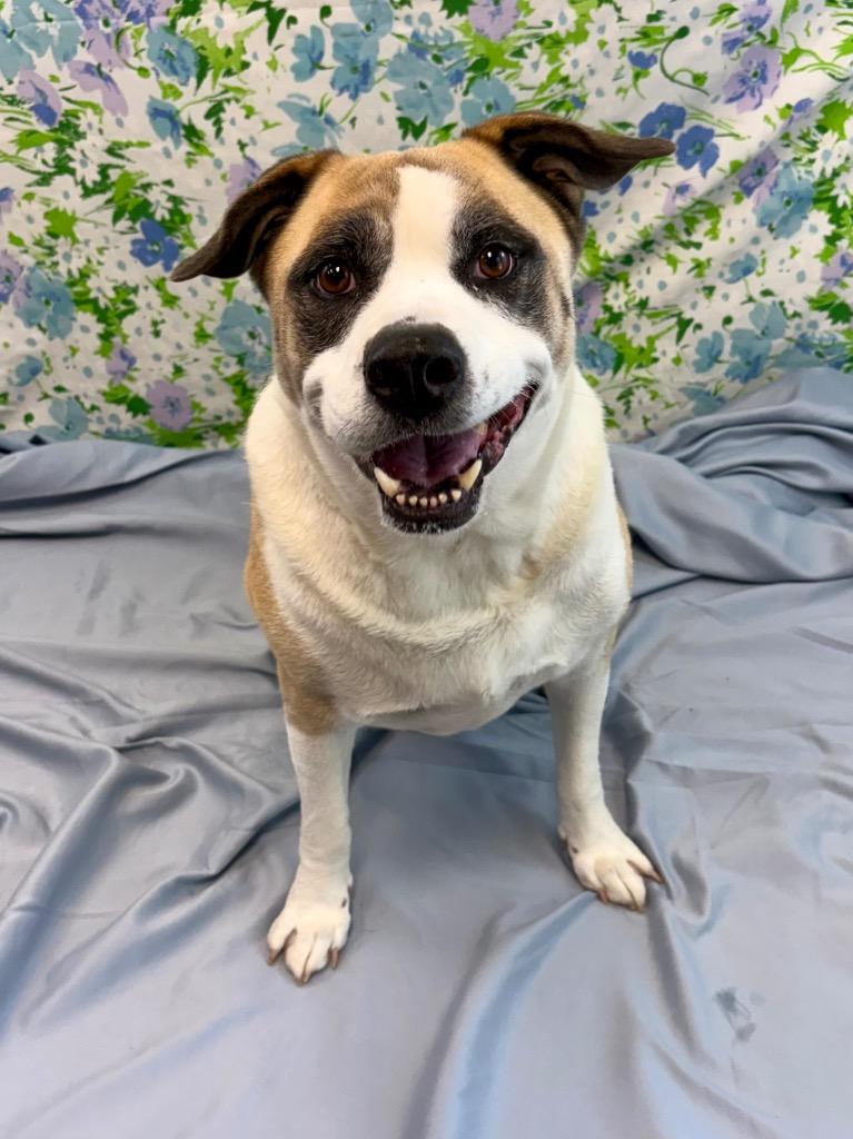Enlarge Rocky, a Adoptable mixed breed in Nacogdoches, TX image 2/5