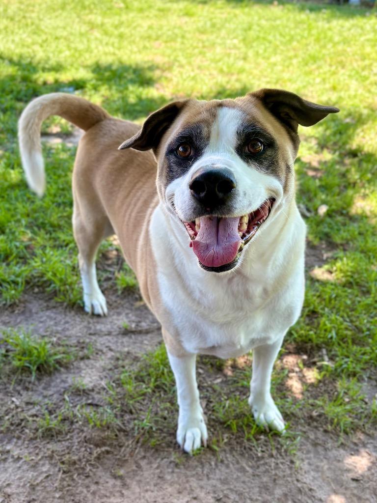 Enlarge Rocky, a Adoptable mixed breed in Nacogdoches, TX image 3/5