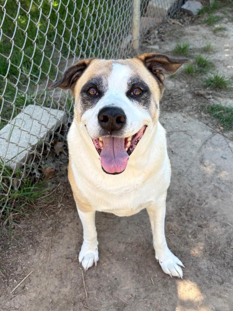 Enlarge Rocky, a Adoptable mixed breed in Nacogdoches, TX image 4/5