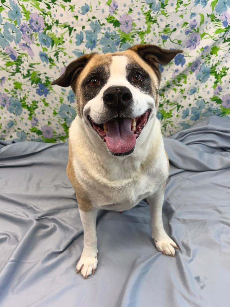 Enlarge Rocky, a Adoptable mixed breed in Nacogdoches, TX image 5/5
