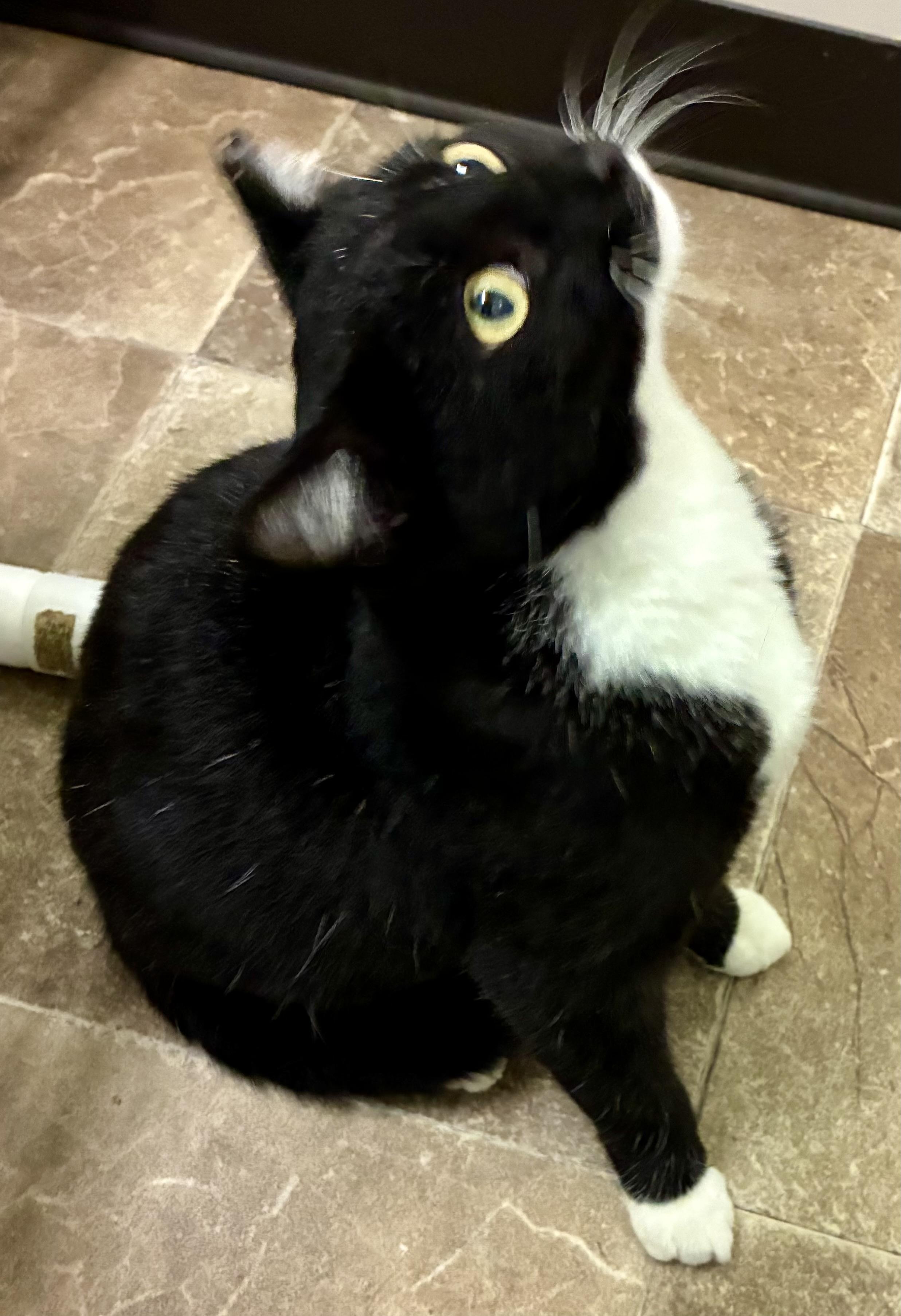 BOOTS, Adoptable, Young Male Domestic Short Hair.