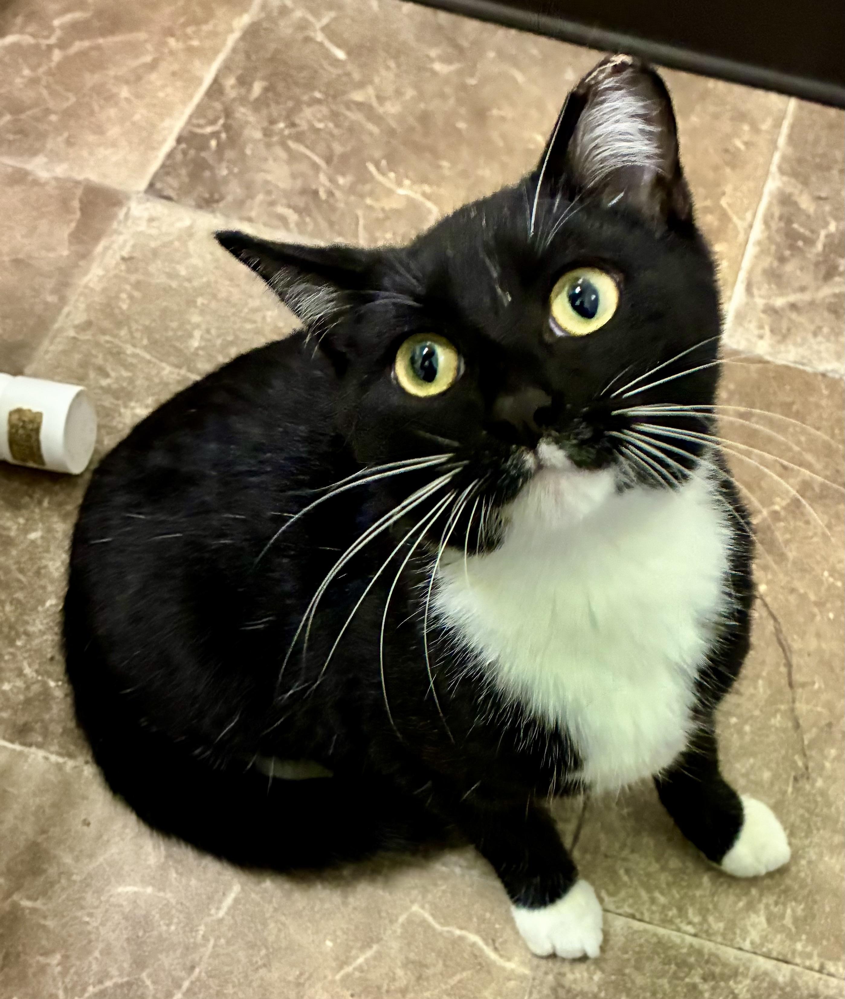 BOOTS, a Adoptable mixed breed in Louisa, KY image 2/4