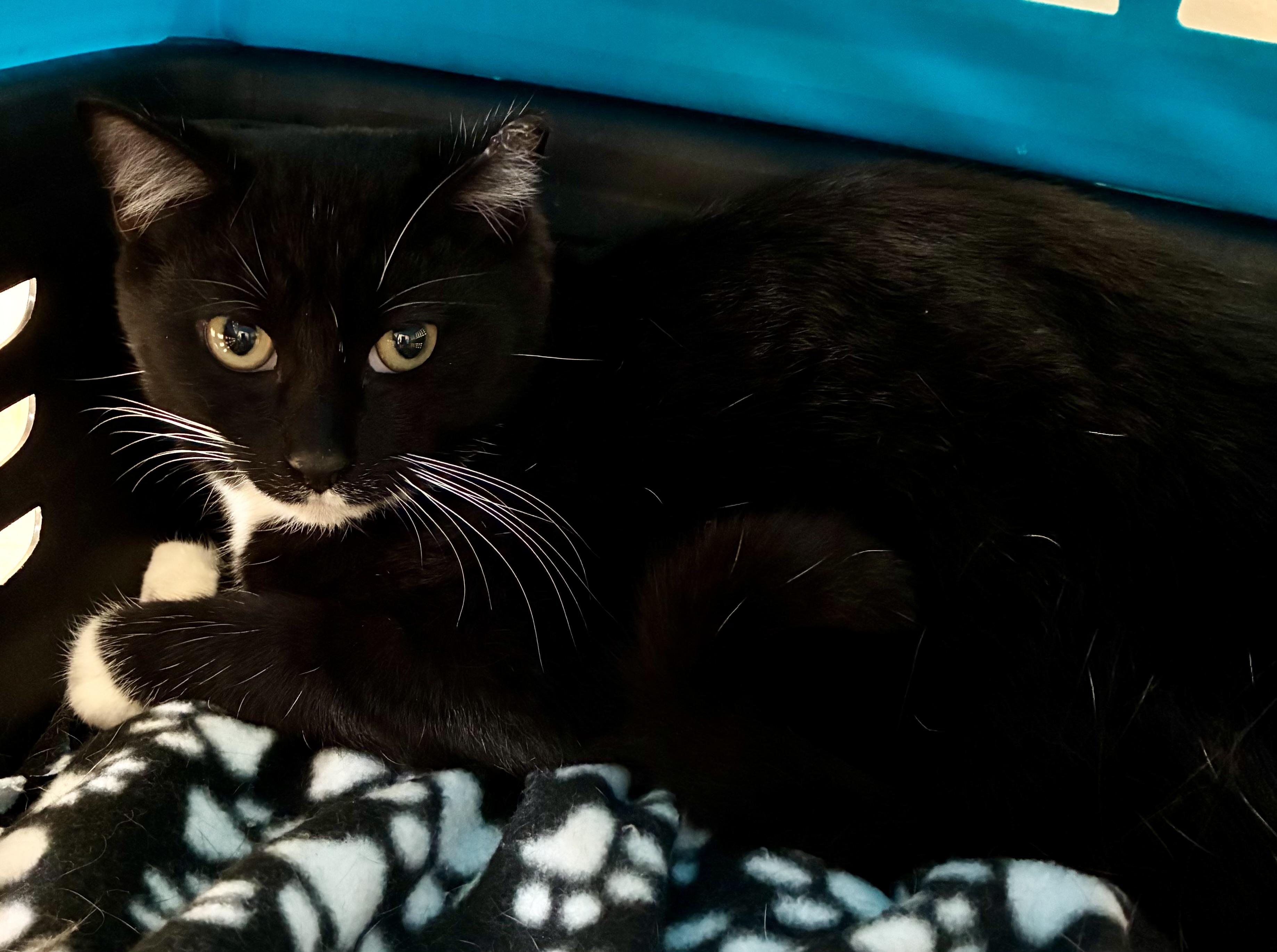 BOOTS, a Adoptable mixed breed in Louisa, KY image 3/4