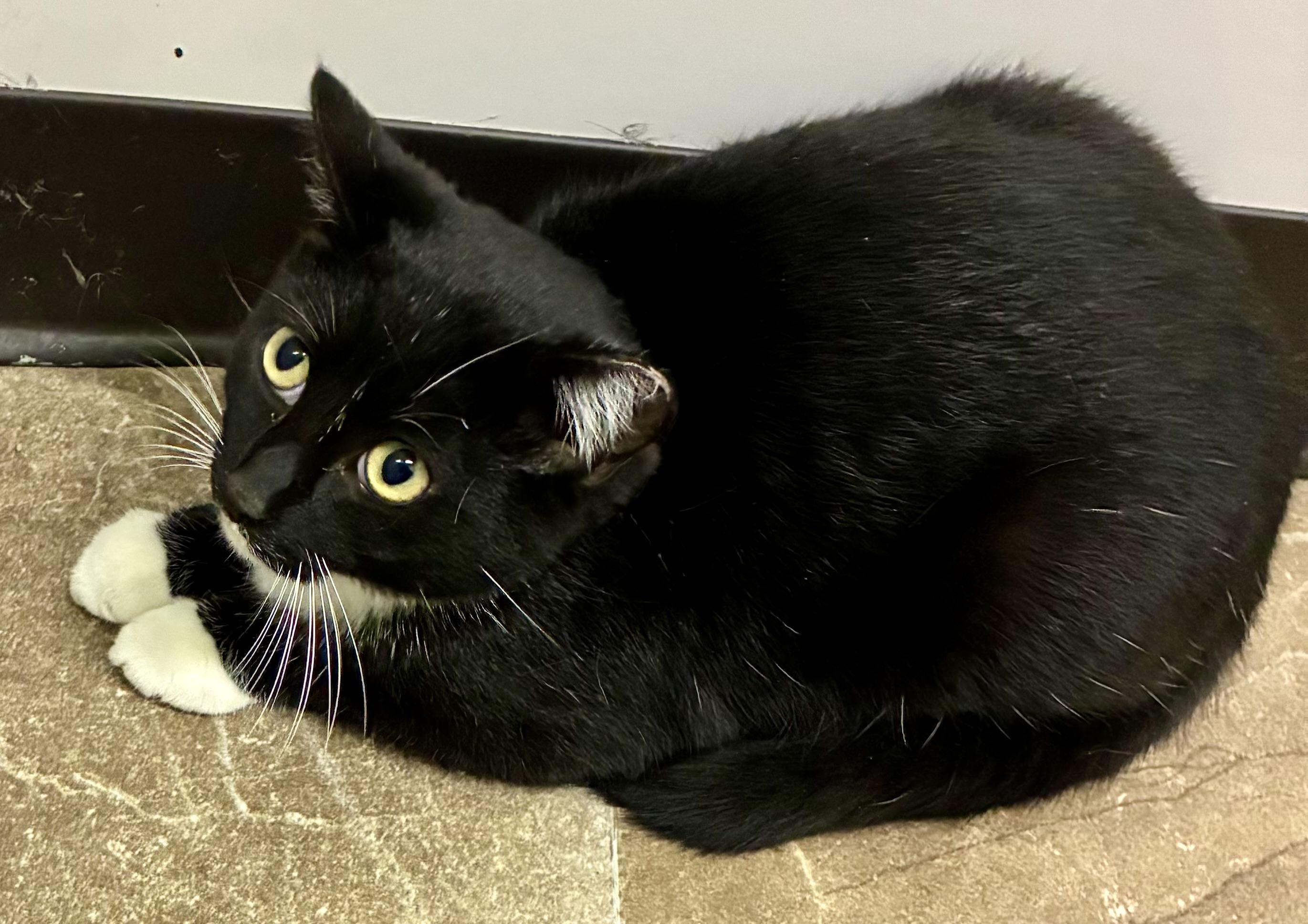 BOOTS, a Adoptable mixed breed in Louisa, KY image 4/4