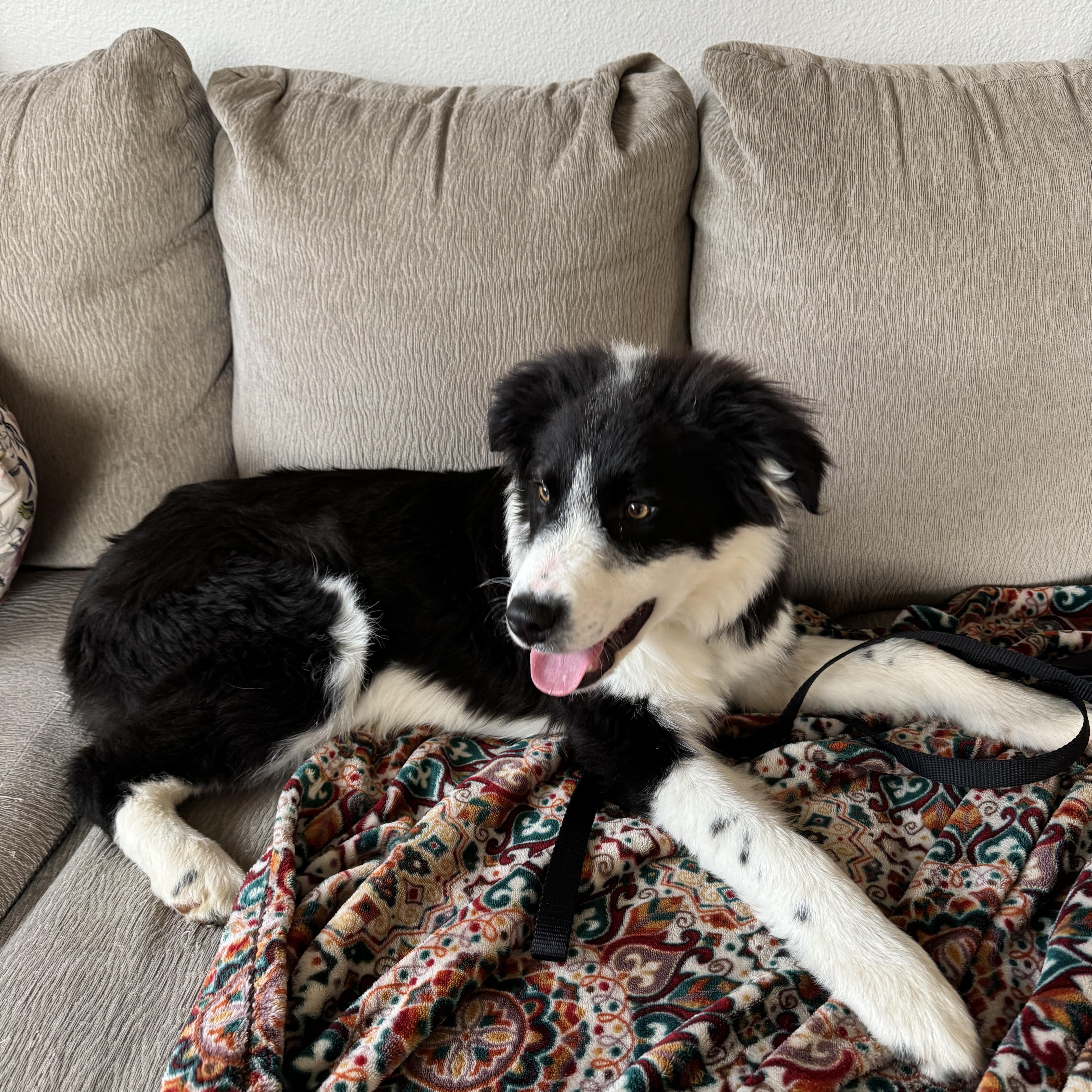 Bandit, a ADOPTABLE mixed breed in Bonney Lake, WA image 5/5