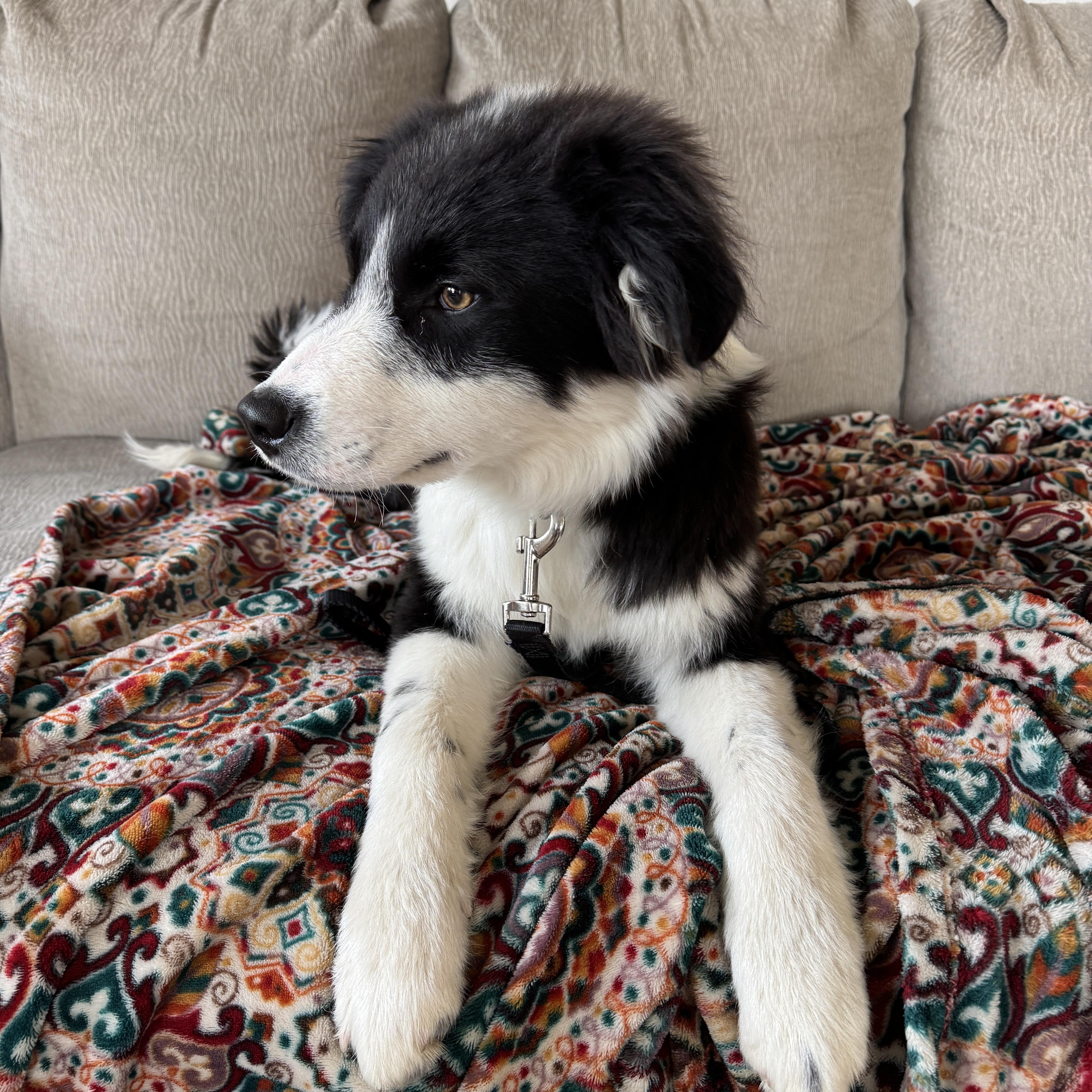 Bandit, a ADOPTABLE mixed breed in Bonney Lake, WA image 3/5