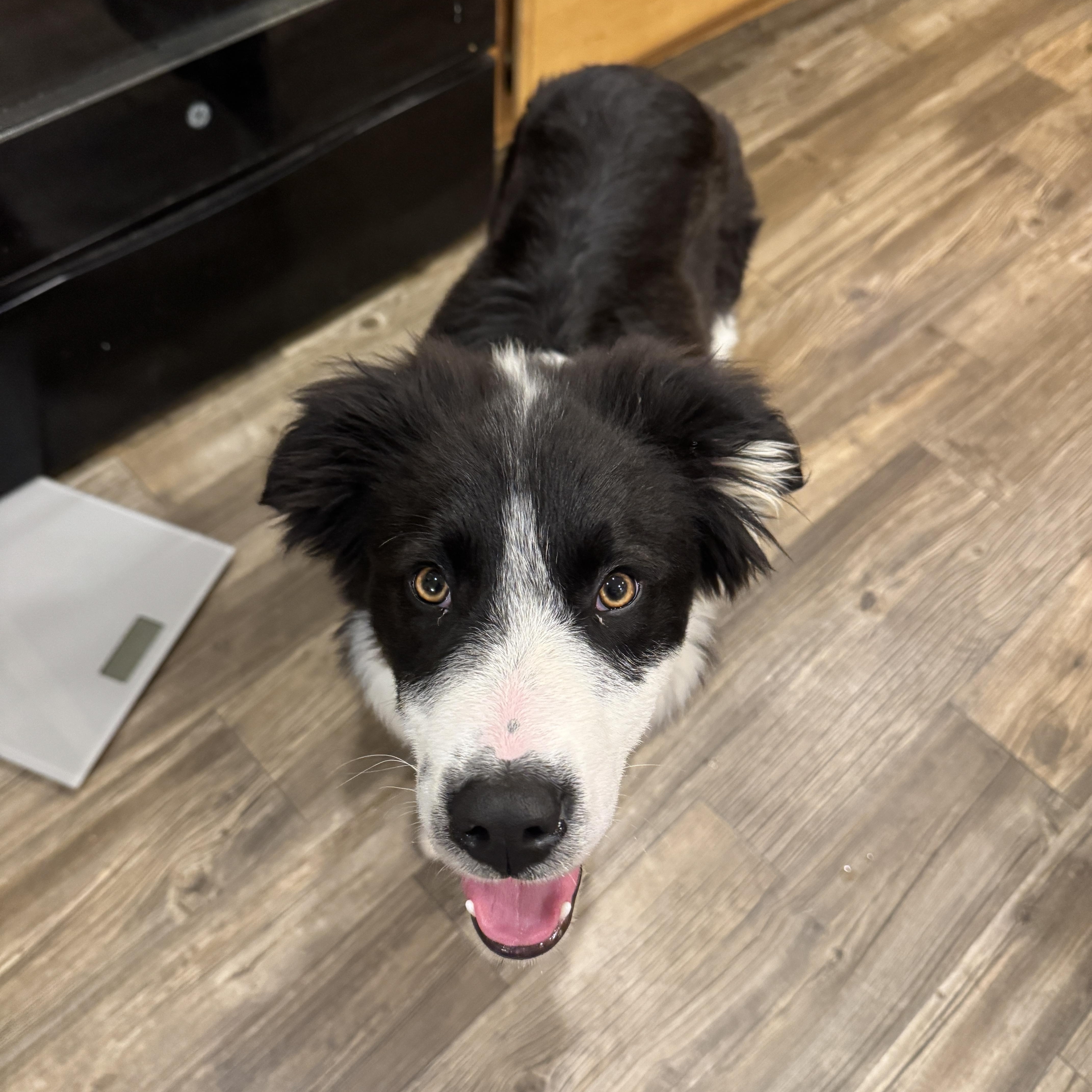 Bandit, a ADOPTABLE mixed breed in Bonney Lake, WA image 4/5