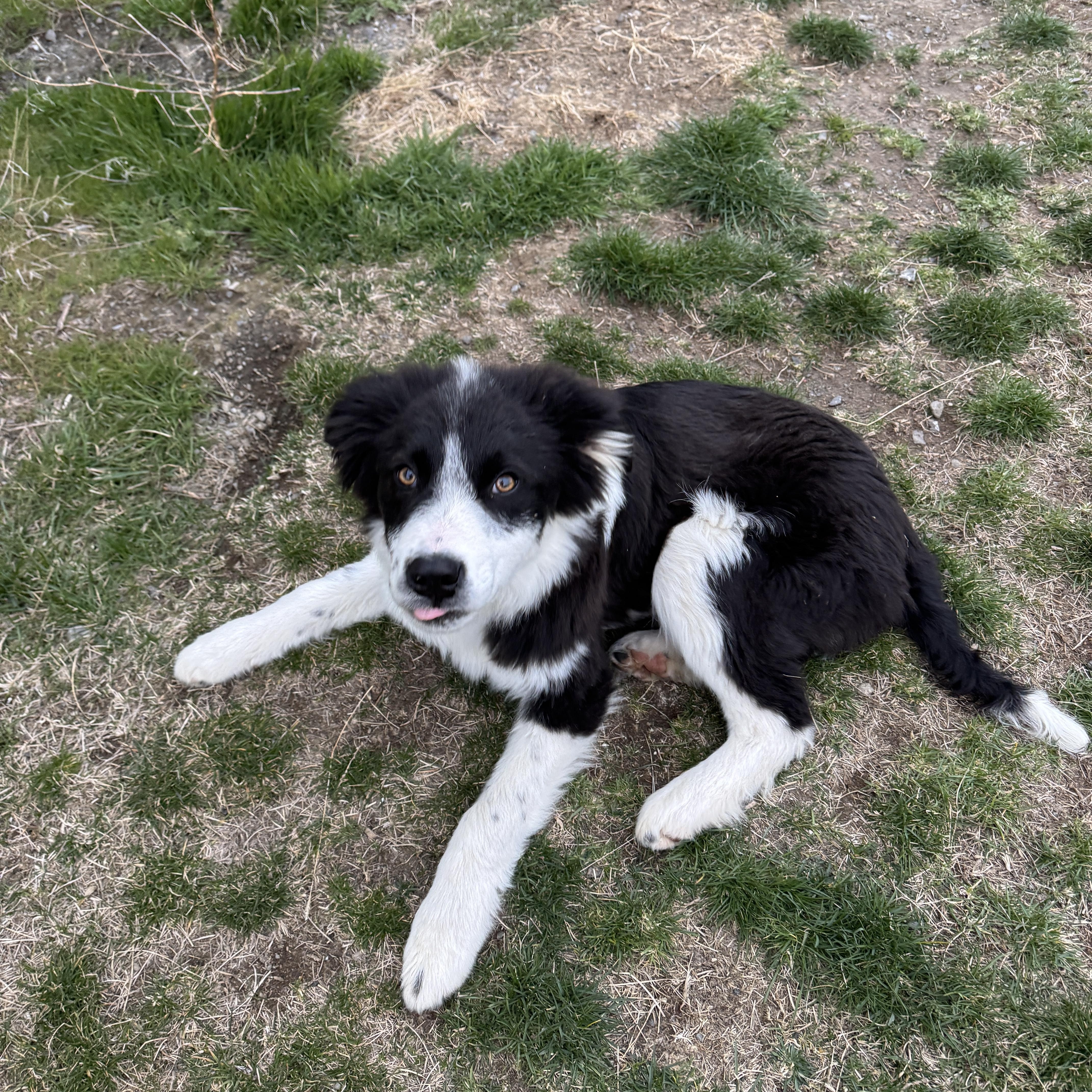 Bandit, a ADOPTABLE mixed breed in Bonney Lake, WA image 2/5