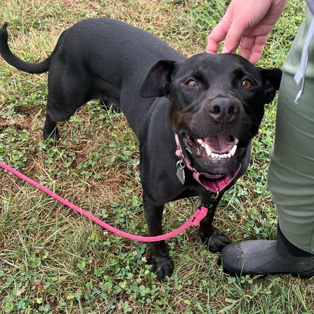 Enlarge Sissy, a Adoptable mixed breed in Fredericksburg, VA image 1/6