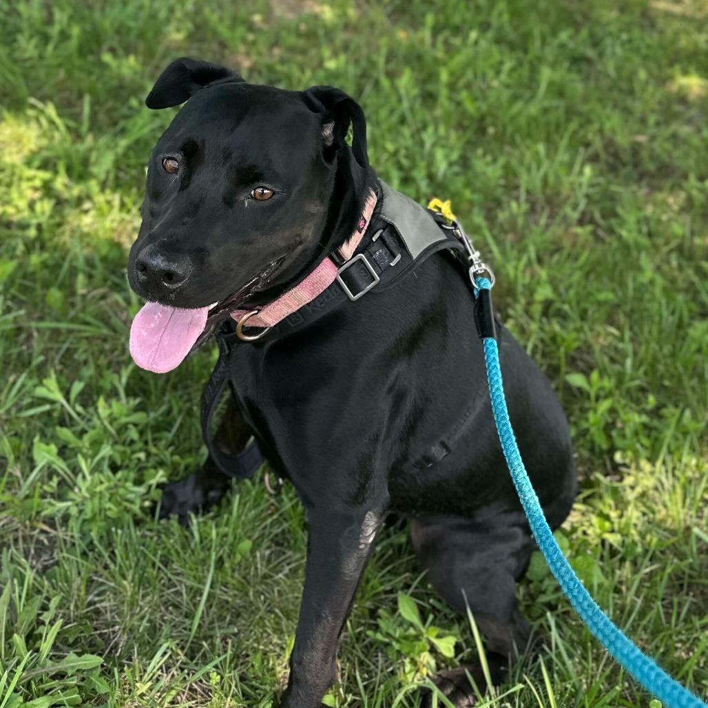 Enlarge Sissy, a Adoptable mixed breed in Fredericksburg, VA image 2/6