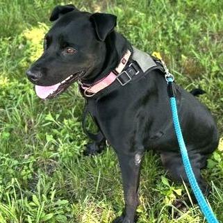 Enlarge Sissy, a Adoptable mixed breed in Fredericksburg, VA image 3/6