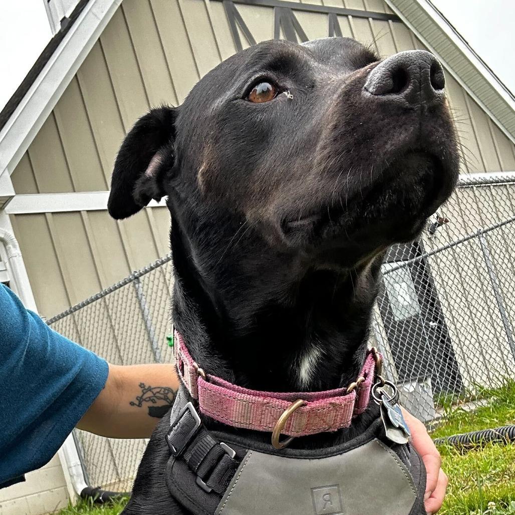 Enlarge Sissy, a Adoptable mixed breed in Fredericksburg, VA image 5/6