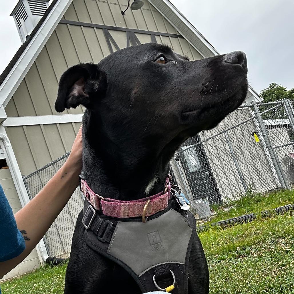 Enlarge Sissy, a Adoptable mixed breed in Fredericksburg, VA image 6/6