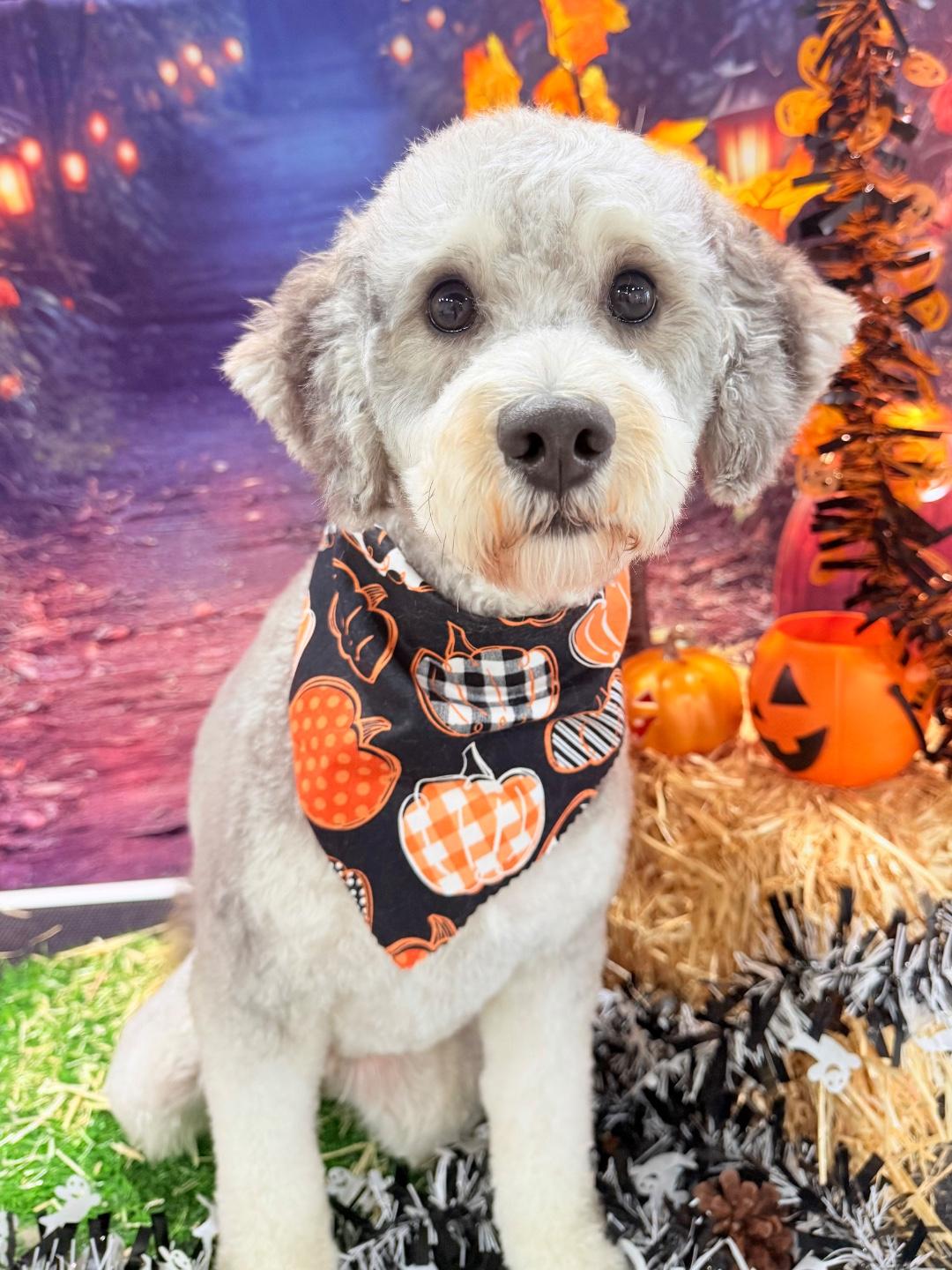 Enlarge Joey, a Adoptable Goldendoodle in Bradenton, FL image 1/4