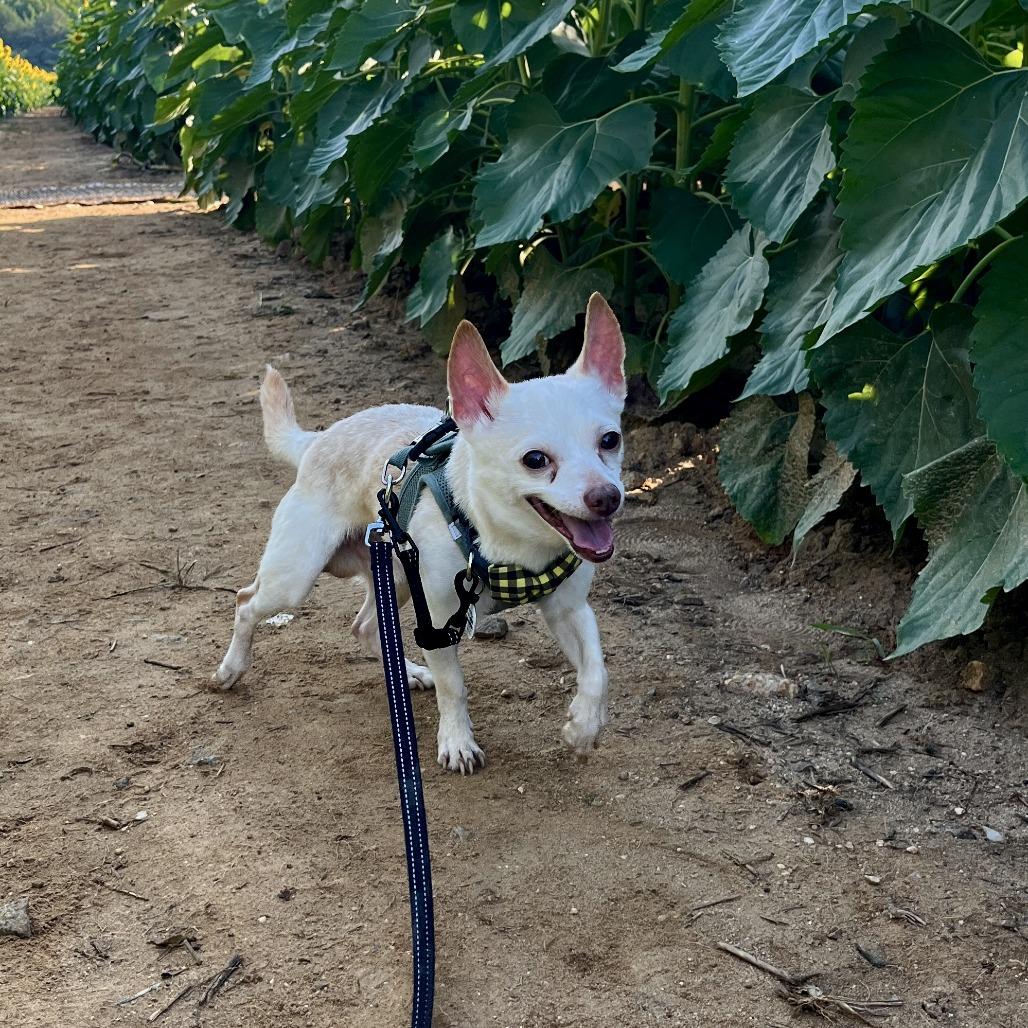 Beluga, Adoptable, Senior Male Chihuahua.