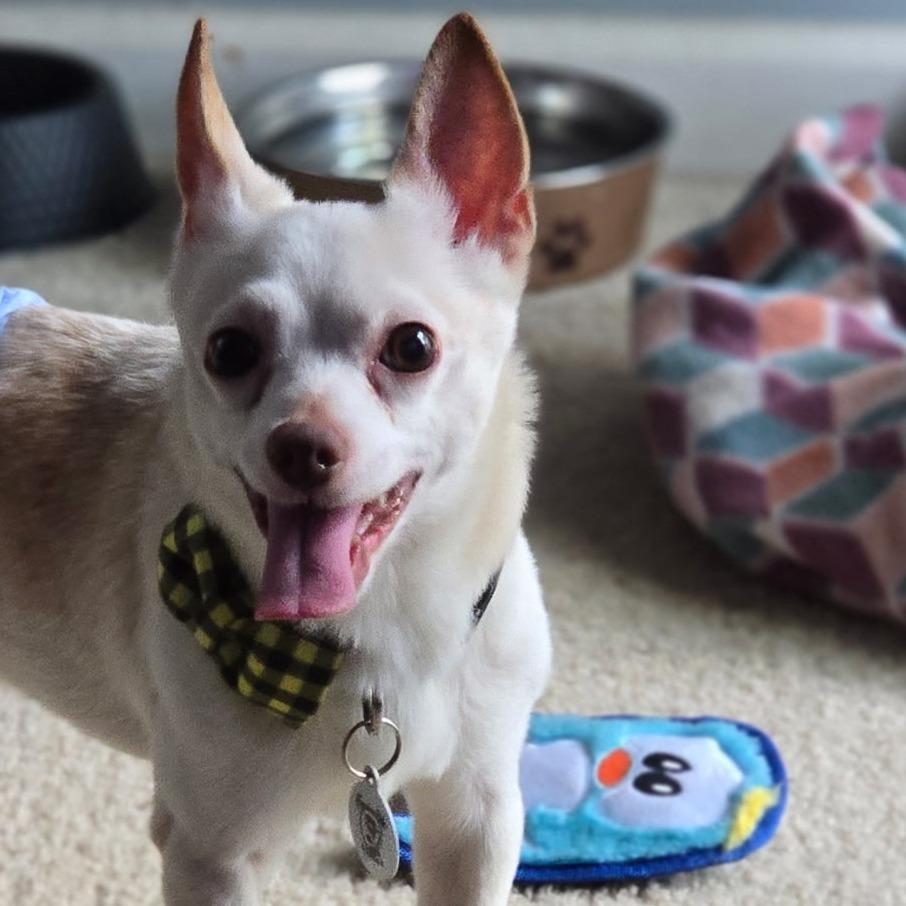 Beluga, a Adoptable Chihuahua in Raleigh, NC image 2/6