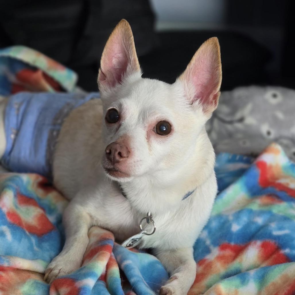 Beluga, a Adoptable Chihuahua in Raleigh, NC image 3/6