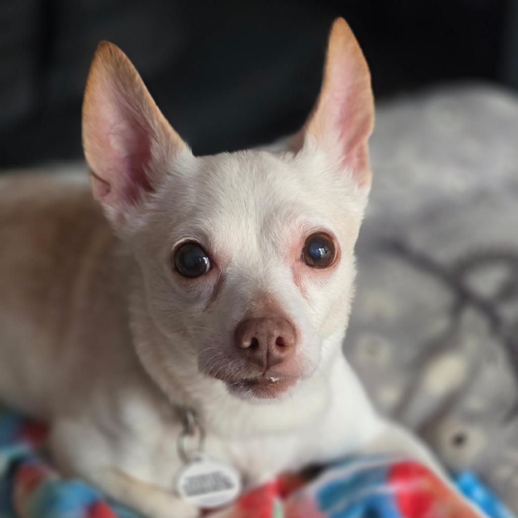 Beluga, a Adoptable Chihuahua in Raleigh, NC image 4/6