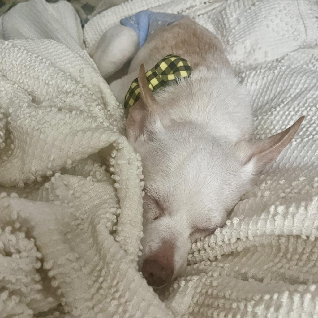 Beluga, a Adoptable Chihuahua in Raleigh, NC image 5/6
