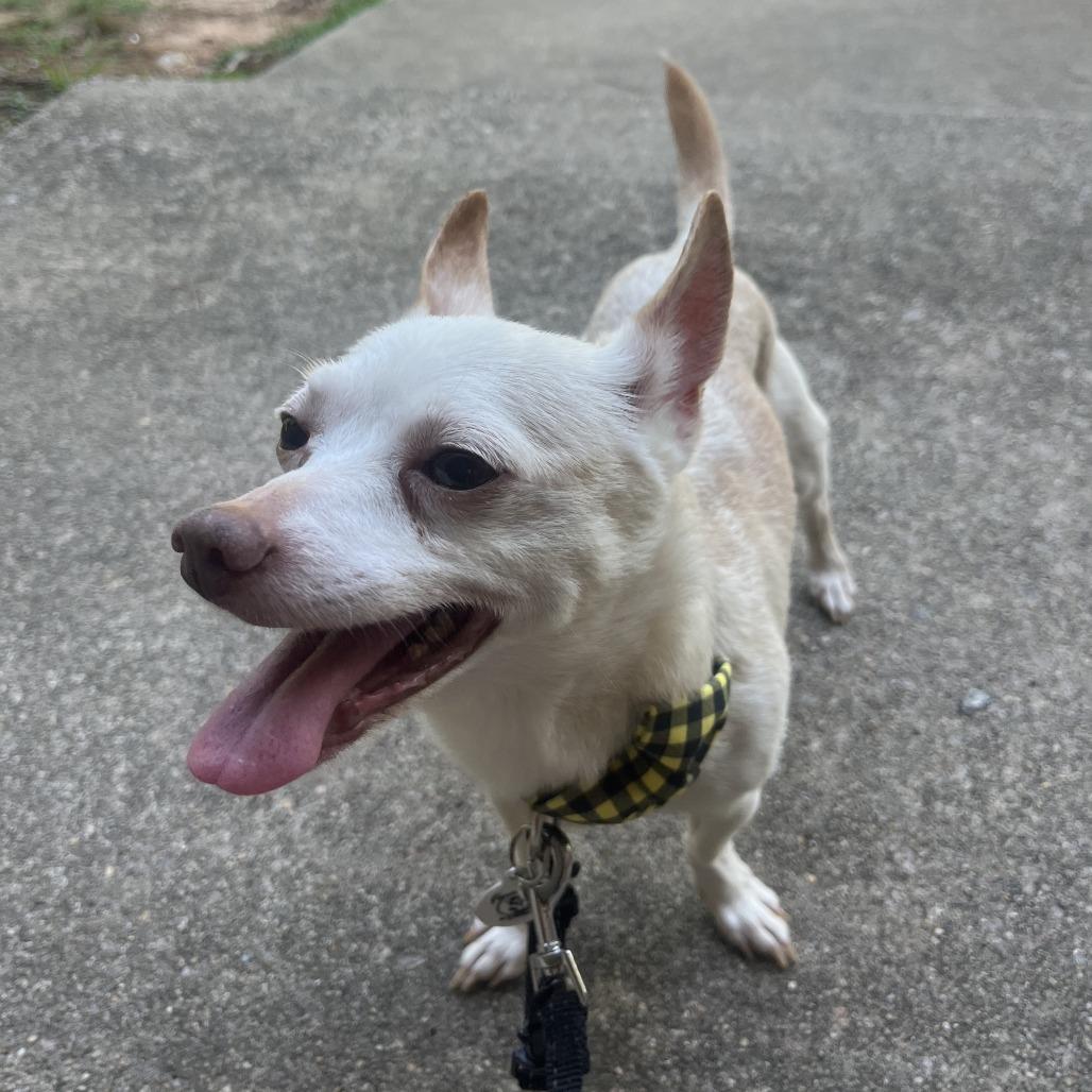 Beluga, a Adoptable Chihuahua in Raleigh, NC image 6/6
