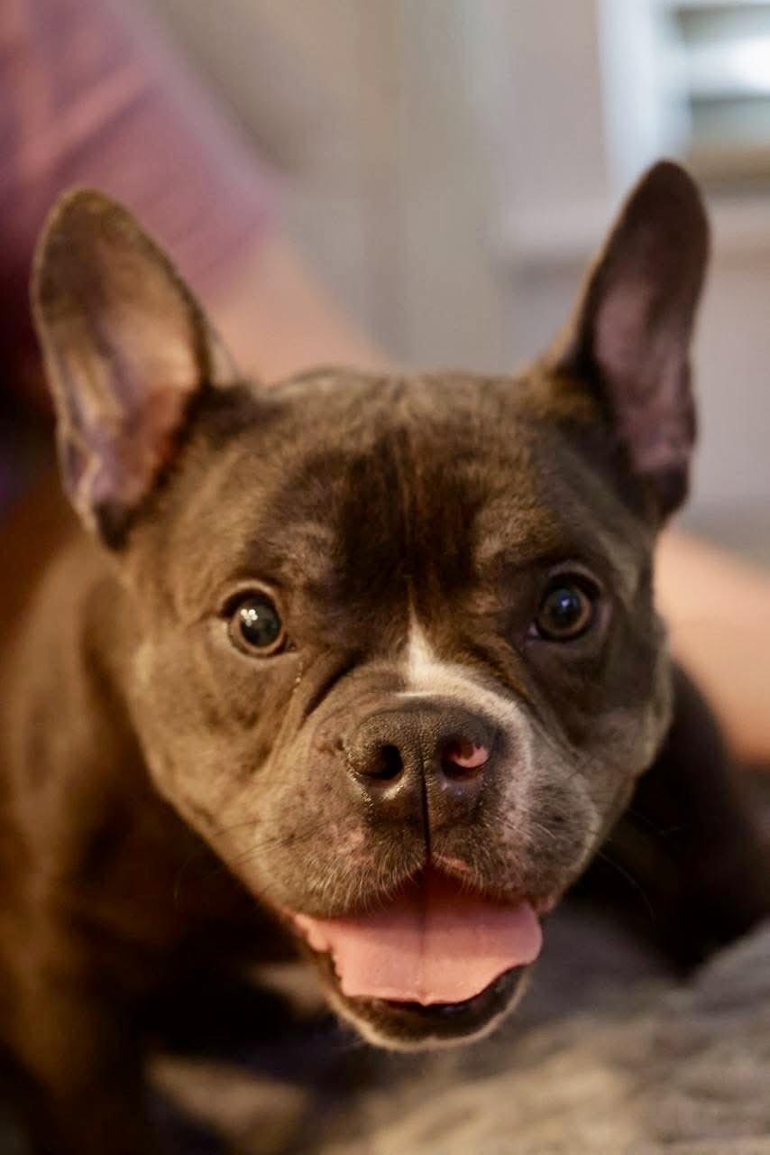 Cecilia, adoptable, Young Female French Bulldog.