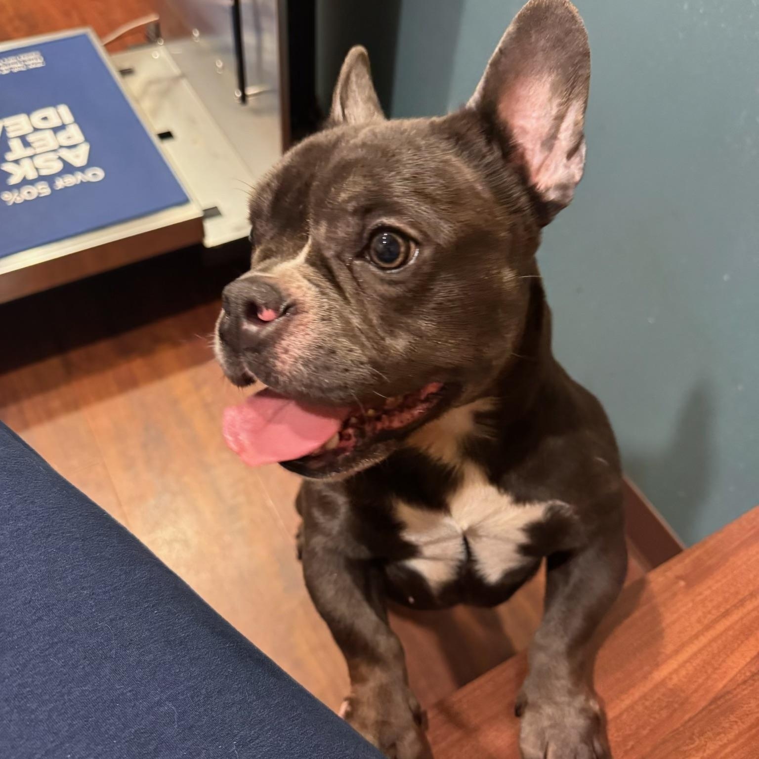 Cecilia, an adoptable mixed breed in Atlanta, GA image 4/6