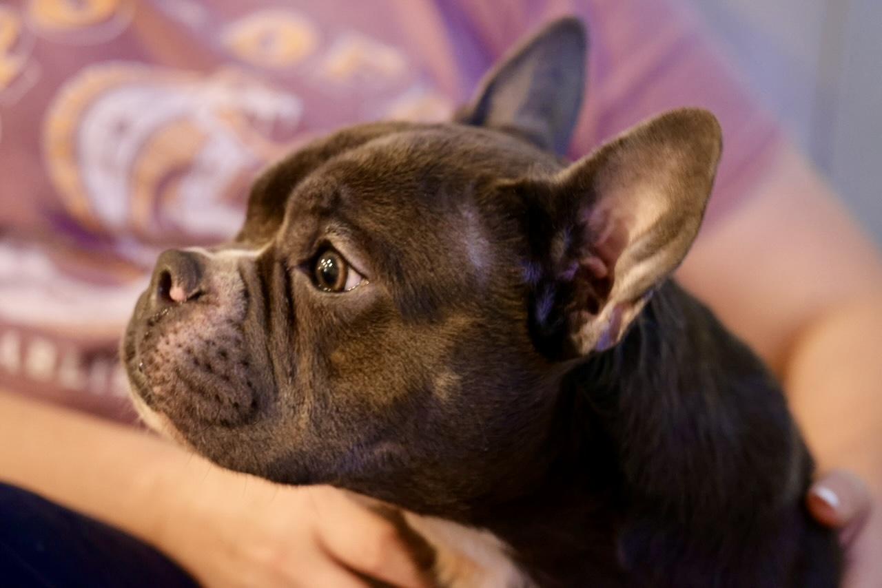 Cecilia, an adoptable mixed breed in Atlanta, GA image 6/6