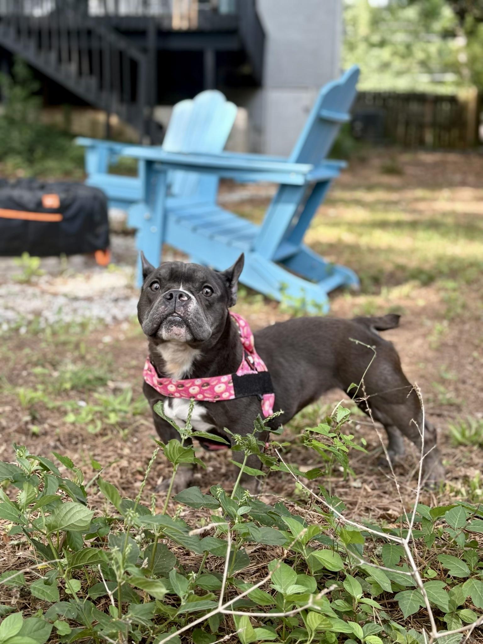 Cecilia, an adoptable mixed breed in Atlanta, GA image 5/6
