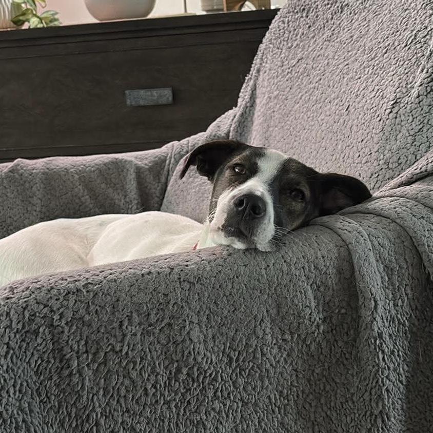 Enlarge Zoe, a ADOPTABLE mixed breed in London, ON image 2/6