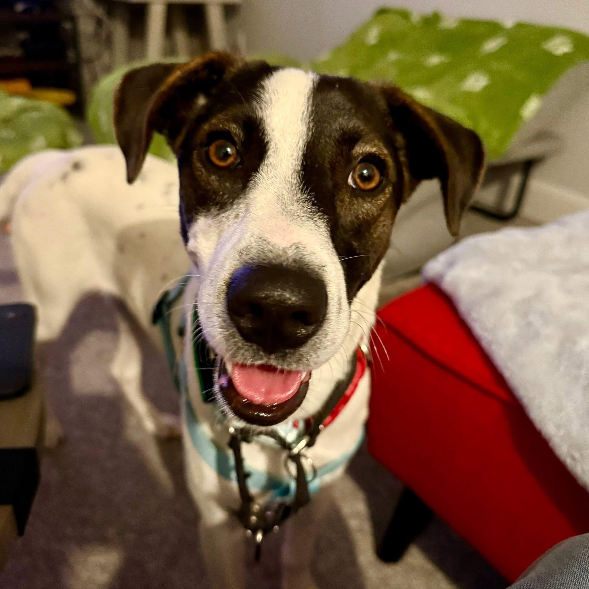 Enlarge Zoe, a ADOPTABLE mixed breed in London, ON image 3/6