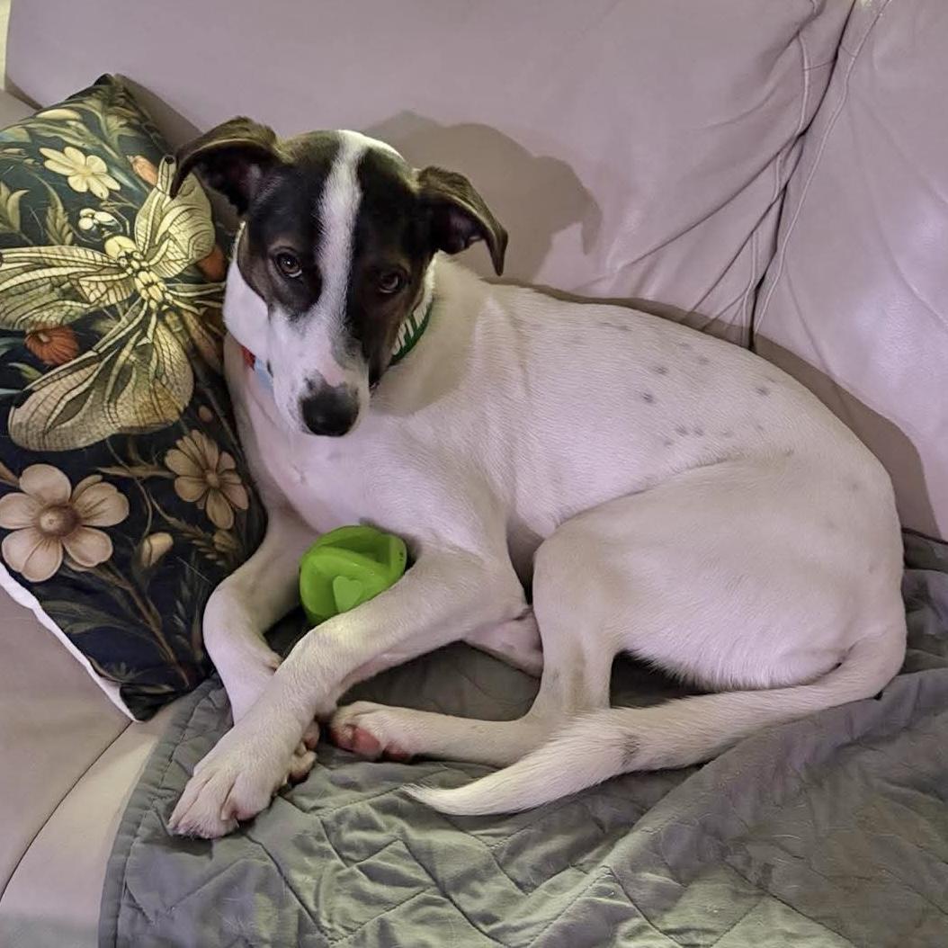 Enlarge Zoe, a ADOPTABLE mixed breed in London, ON image 4/6