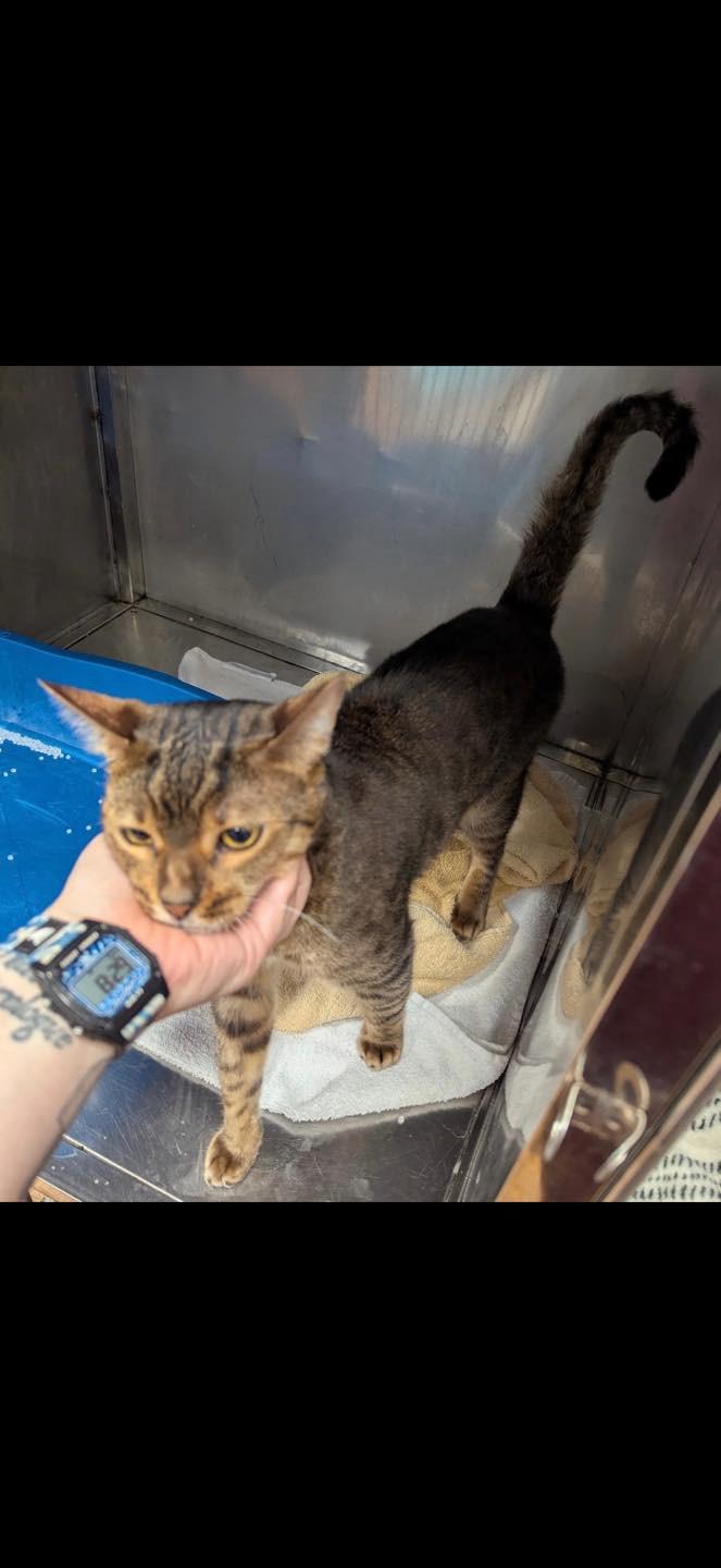 Enlarge Canelo - FL, a Adoptable Bengal in Louisville, KY image 3/5