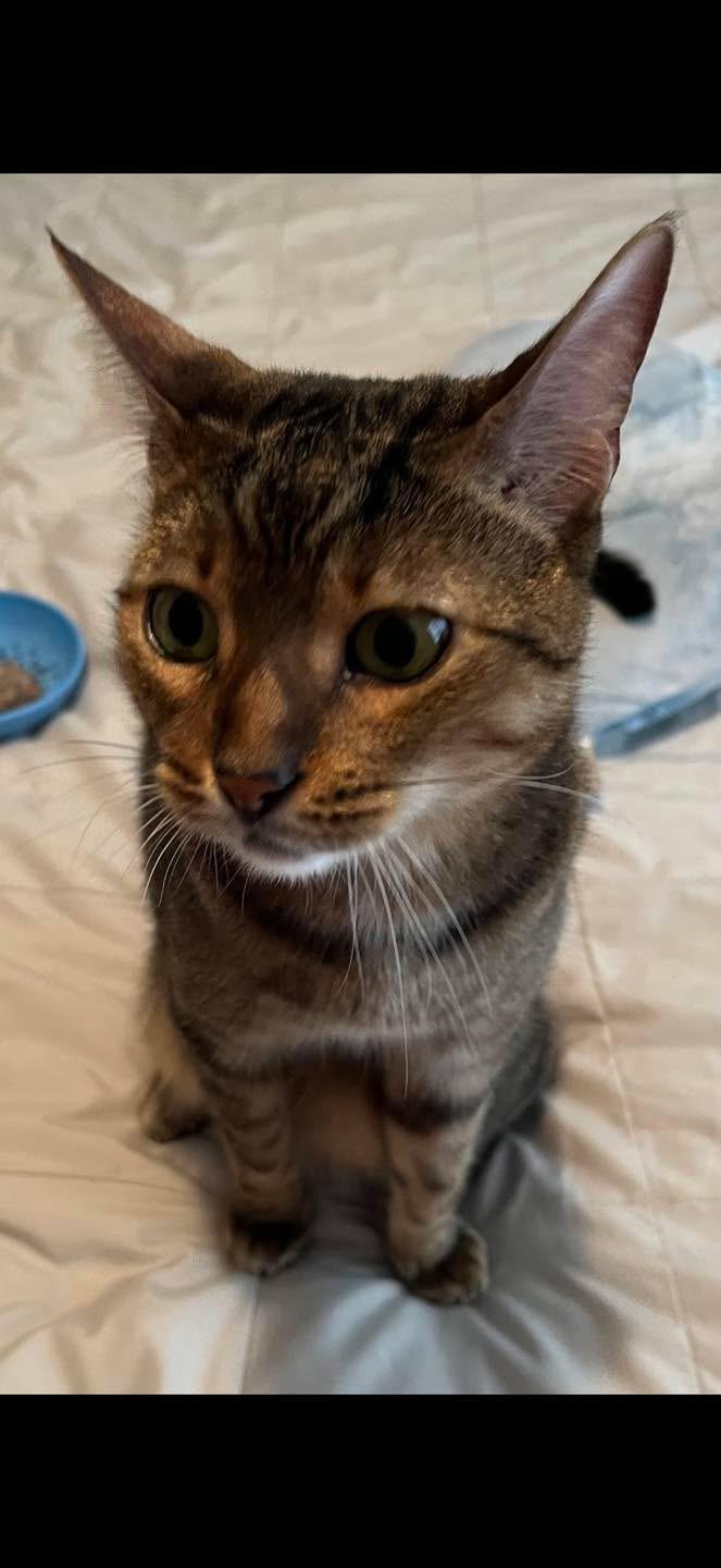 Enlarge Canelo - FL, a Adoptable Bengal in Louisville, KY image 4/5